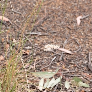 Rytidosperma sp. (Wallaby Grass) at Higgins, ACT by Untidy