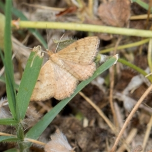 Scopula rubraria (Reddish Wave, Plantain Moth) at McKellar, ACT by AlisonMilton