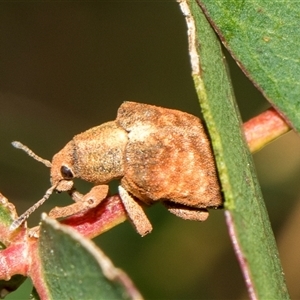 Gonipterus scutellatus (Eucalyptus snout beetle, gum tree weevil) at McKellar, ACT by AlisonMilton