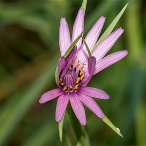 Tragopogon porrifolius subsp. porrifolius (Salsify, Oyster Plant) at McKellar, ACT by AlisonMilton