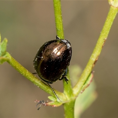 Chrysolina quadrigemina (Greater St Johns Wort beetle) at Lawson, ACT - 11 Nov 2024 by AlisonMilton