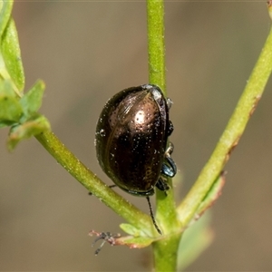 Chrysolina quadrigemina at Lawson, ACT - 11 Nov 2024 11:54 AM