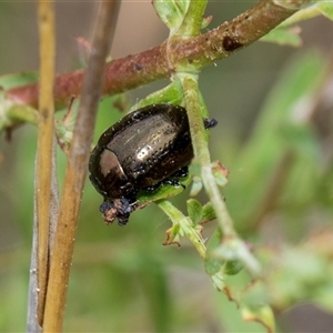 Chrysolina quadrigemina at Lawson, ACT - 11 Nov 2024 11:54 AM