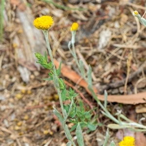 Chrysocephalum apiculatum (Common Everlasting) at Lawson, ACT by AlisonMilton