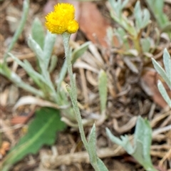 Chrysocephalum apiculatum at Lawson, ACT - 11 Nov 2024 11:41 AM