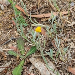 Chrysocephalum apiculatum at Lawson, ACT - 11 Nov 2024 11:41 AM