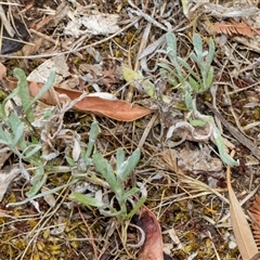 Chrysocephalum apiculatum at Lawson, ACT - 11 Nov 2024 11:41 AM