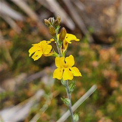 Goodenia bellidifolia subsp. bellidifolia (Daisy Goodenia) at Bombay, NSW - 28 Nov 2024 by MatthewFrawley