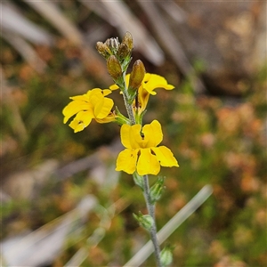 Goodenia bellidifolia subsp. bellidifolia at Bombay, NSW - 28 Nov 2024