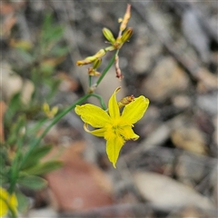 Tricoryne elatior (Yellow Rush Lily) at Bombay, NSW - 28 Nov 2024 by MatthewFrawley