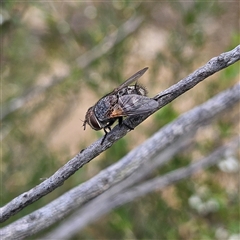 Tachinidae (family) (Unidentified Bristle fly) at Bombay, NSW - 28 Nov 2024 by MatthewFrawley