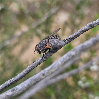 Unidentified True fly (Diptera) at Bombay, NSW - 28 Nov 2024 by MatthewFrawley