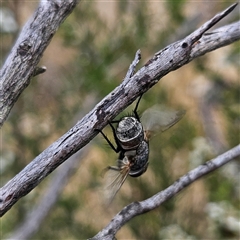 Tachinidae (family) at Bombay, NSW - 28 Nov 2024 01:26 PM