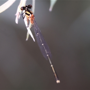 Nososticta solida (Orange Threadtail) at Splitters Creek, NSW by KylieWaldon