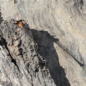 Nososticta solida (Orange Threadtail) at Splitters Creek, NSW by KylieWaldon