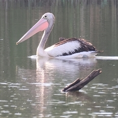 Pelecanus conspicillatus (Australian Pelican) at Splitters Creek, NSW - 28 Nov 2024 by KylieWaldon