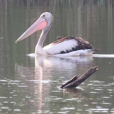 Pelecanus conspicillatus (Australian Pelican) at Splitters Creek, NSW - 28 Nov 2024 by KylieWaldon