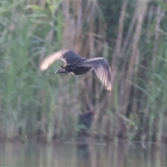 Fulica atra (Eurasian Coot) at Splitters Creek, NSW - 28 Nov 2024 by KylieWaldon