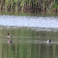 Tachybaptus novaehollandiae (Australasian Grebe) at Splitters Creek, NSW - 28 Nov 2024 by KylieWaldon