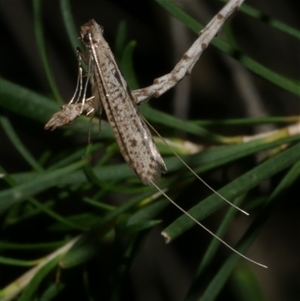 Ceromitia iolampra (A Fairy moth) at Freshwater Creek, VIC by WendyEM