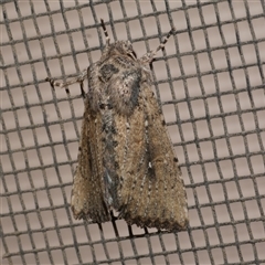 Leucania obumbrata (Lesser Armyworm) at Freshwater Creek, VIC - 18 May 2020 by WendyEM