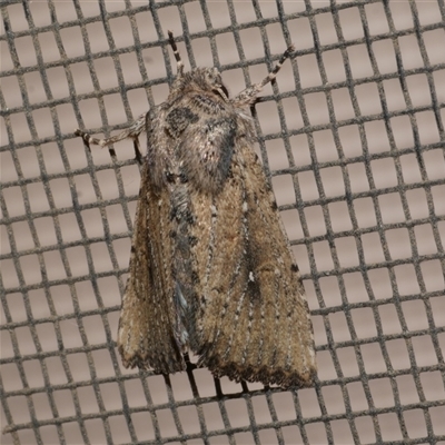 Leucania obumbrata (Lesser Armyworm) at Freshwater Creek, VIC - 18 May 2020 by WendyEM