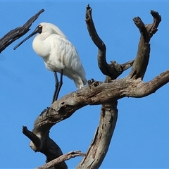 Platalea regia (Royal Spoonbill) at Splitters Creek, NSW - 29 Nov 2024 by KylieWaldon