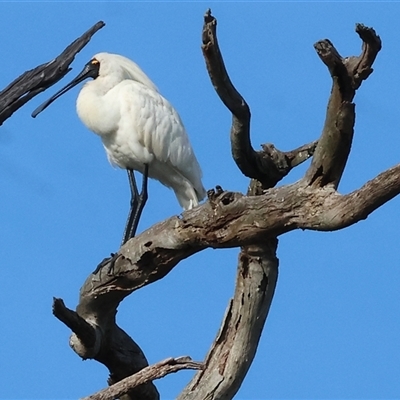 Platalea regia (Royal Spoonbill) at Splitters Creek, NSW - 28 Nov 2024 by KylieWaldon