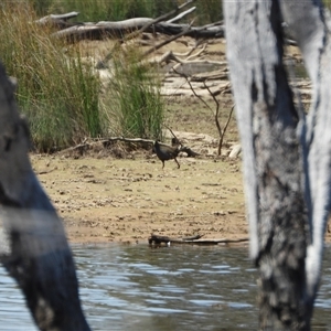 Tribonyx ventralis at Forde, ACT - 23 Nov 2024