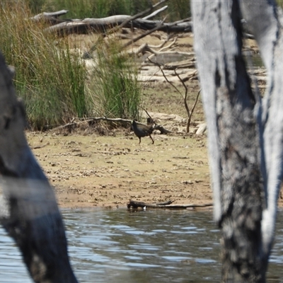 Tribonyx ventralis (Black-tailed Nativehen) at Forde, ACT - 23 Nov 2024 by LineMarie