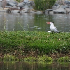 Hydroprogne caspia (Caspian Tern) at Fyshwick, ACT - 10 Nov 2024 by LineMarie