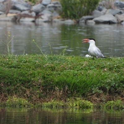 Hydroprogne caspia (Caspian Tern) at Fyshwick, ACT - 10 Nov 2024 by LineMarie