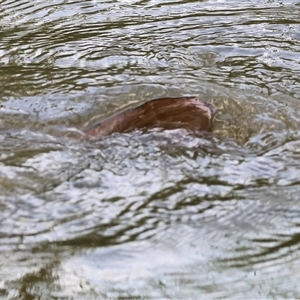 Unidentified Carp at Splitters Creek, NSW by KylieWaldon