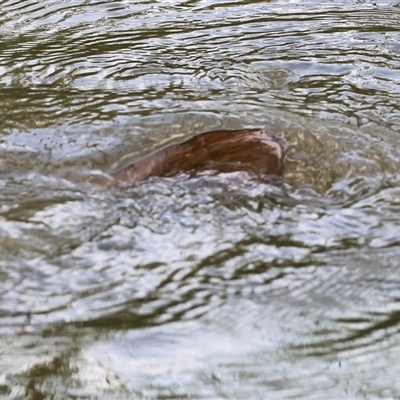 Unverified Carp at Splitters Creek, NSW - 29 Nov 2024 by KylieWaldon