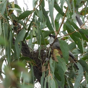 Pachycephala rufiventris (Rufous Whistler) at Kambah, ACT by LinePerrins