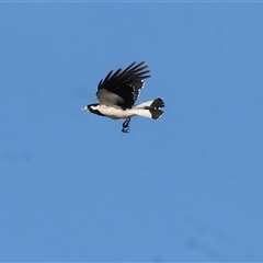 Grallina cyanoleuca (Magpie-lark) at Splitters Creek, NSW - 28 Nov 2024 by KylieWaldon