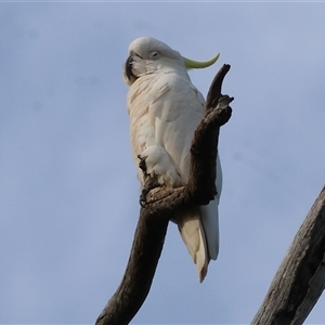 Cacatua galerita (Sulphur-crested Cockatoo) at Splitters Creek, NSW by KylieWaldon