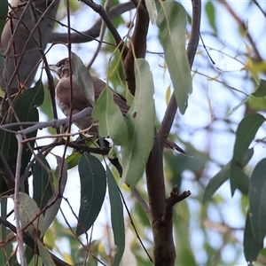 Philemon citreogularis (Little Friarbird) at Splitters Creek, NSW by KylieWaldon