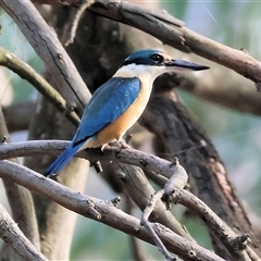 Todiramphus sanctus (Sacred Kingfisher) at Splitters Creek, NSW - 28 Nov 2024 by KylieWaldon