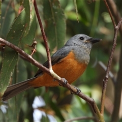 Monarcha melanopsis (Black-faced Monarch) at Kambah, ACT - 19 Apr 2024 by LineMarie