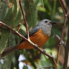 Monarcha melanopsis (Black-faced Monarch) at Kambah, ACT - 19 Apr 2024 by LinePerrins