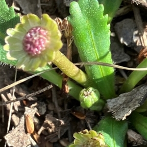 Solenogyne dominii at Fentons Creek, VIC - suppressed