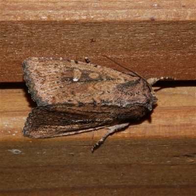 Dasygaster padockina (Tasmanian Cutworm) at Freshwater Creek, VIC - 18 May 2020 by WendyEM