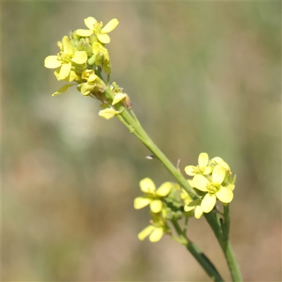 Hirschfeldia incana (Buchan Weed) at Mitchell, ACT - 30 Oct 2024 by ConBoekel