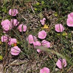 Convolvulus angustissimus subsp. angustissimus (Australian Bindweed) at Mitchell, ACT - 30 Oct 2024 by ConBoekel