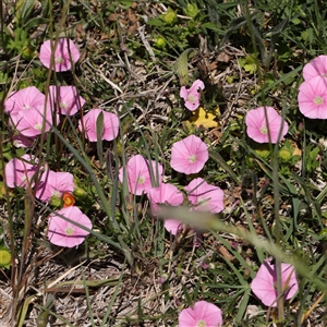 Convolvulus angustissimus subsp. angustissimus at Mitchell, ACT - 30 Oct 2024