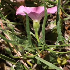 Convolvulus angustissimus subsp. angustissimus at Mitchell, ACT - 30 Oct 2024