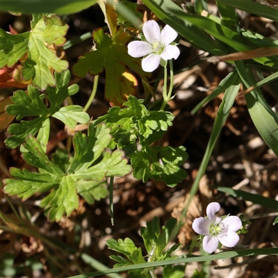 Geranium sp. Pleated sepals (D.E.Albrecht 4707) Vic. Herbarium (Naked Crane's-bill) at Mitchell, ACT - 30 Oct 2024 by ConBoekel