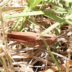 Goniaea australasiae (Gumleaf grasshopper) at Mitchell, ACT - 30 Oct 2024 by ConBoekel