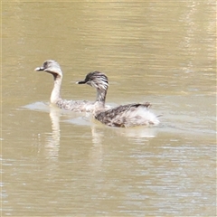 Poliocephalus poliocephalus (Hoary-headed Grebe) at Mitchell, ACT - 30 Oct 2024 by ConBoekel